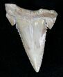 Palaeocarcharodon Fossil Shark Tooth - #22648-1